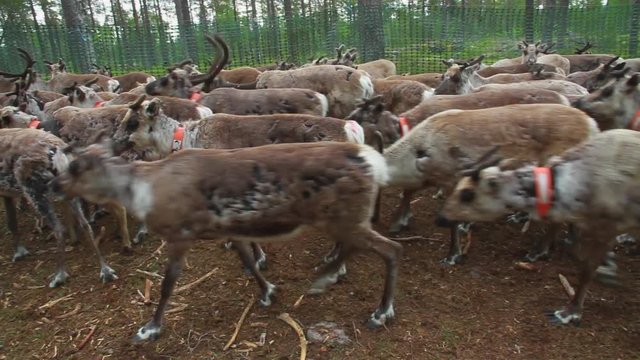 Laps And Sami Tend To Their Flock Of Nordic Reindeer In Forest During Summer. North OF Sweden.