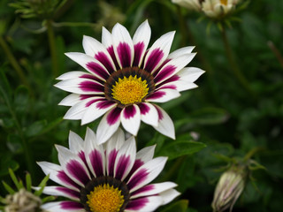Close-up of white and purple gazania flower