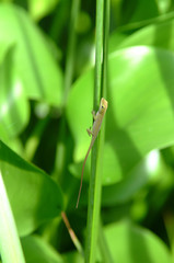 Little Green Lizard