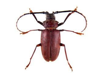 beetle on the white background