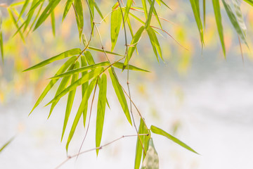 Ubon Ratchathani, Thailand