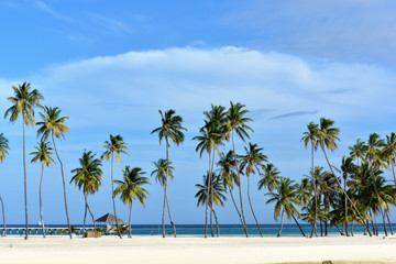 Palm Tree Under Blue Sky