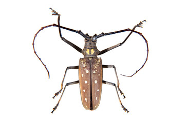 The Pine sawyer beetle on the white background