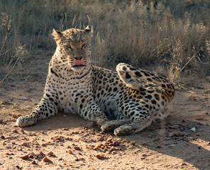Fototapeta na wymiar Leopard lying down in the dirt