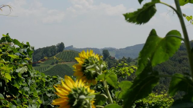 Panoramic Vineyard with Grapevine and Sunflower in Styria Austria 4K on Slider