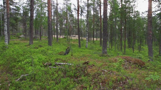 Flock Of Beautiful Nordic Reindeer In Forest During Summer. North OF Sweden.