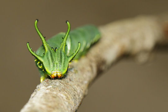 Image of Caterpillar of common nawab butterfly (Polyura athamas) or Dragon-Headed Caterpillar on nature background. Insect. Animal.