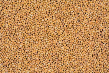 Top view closeup  of Coriander seeds.