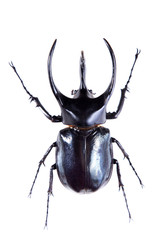 The five-horned beetle on the white background - obrazy, fototapety, plakaty