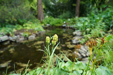 Backwater on the Danube in Germany are valuable nesting grounds for rare birds and fish Backwater, 
