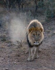 Large male lion walks in the desert