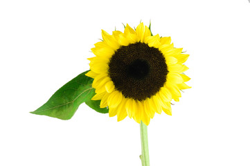 Single sunflower isolated on white background