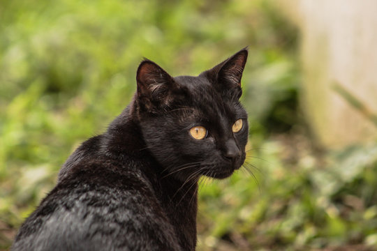 maggie