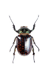 Arlequin beetle on the white background