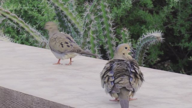 Arizona Rock Pigeons