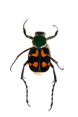 Flower beetle on the white background