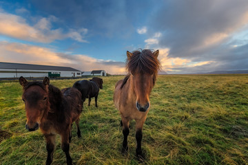 A few curious horses at Laugarbakki during sunrise
