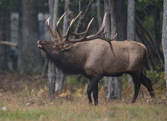 Bulk Elk Calling in Forest