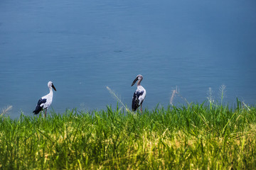 Asian open bill  foraging on the shore with green grass and water surface and also the reflex
