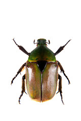 Green beetle on the white background