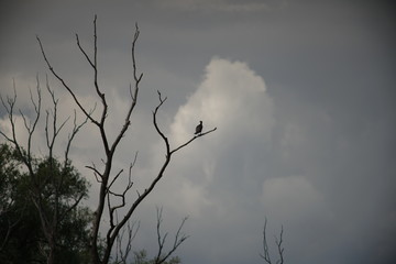 Backwater on the Danube in Germany are valuable nesting grounds for rare birds and fish Backwater, 
