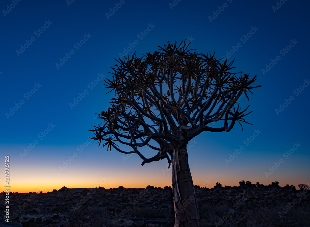 Canvas Prints quivertrees are unique to namibiaq