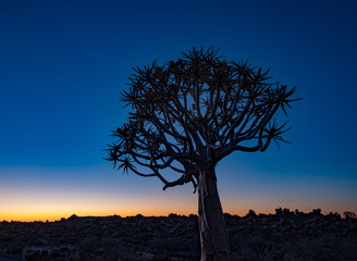 Quivertrees are unique to Namibiaq