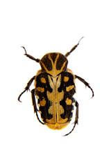 Flower beetle on the white background