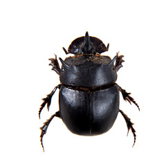 Canthon beetle on the white background