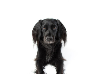 Black Lab Mix isolated on white background with fuzzy ears looking at camera