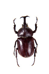 Rhinoceros beetle on the white background