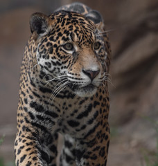 Jaguar in a Zoo