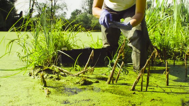 Close up hands of a woman scientist environmentalist standing in a swamp. She taking sample of duckweed and putting it into the petri dish