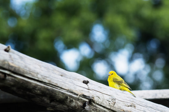 Passaro amarelo, canarinho da terra