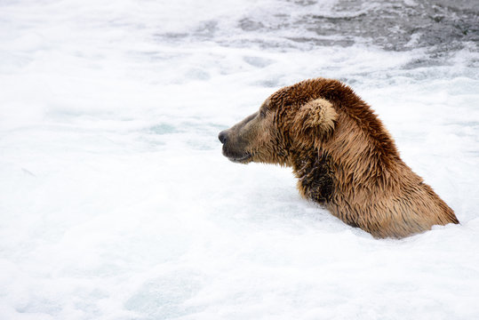 A bear fishing in the hot tub section of the Brooks River falls. Katmai National Park, Alaska