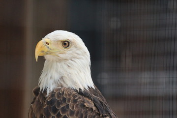 Portrait of a Bald Eagle 