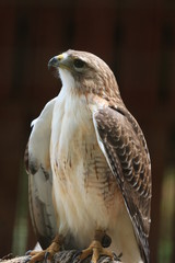 Profile Portrait  Hawk / Bird of Prey