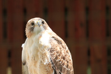 Portrait of a Hawk / Bird of Prey