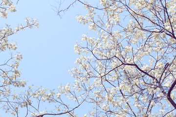 white  Flos Sophorae
