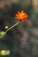 orange daisy