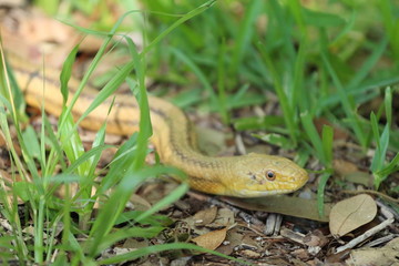 Friendly Snake Slithering Through the Grass 