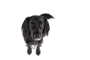 Black Lab Mix isolated on white background with fuzzy ears looking at camera