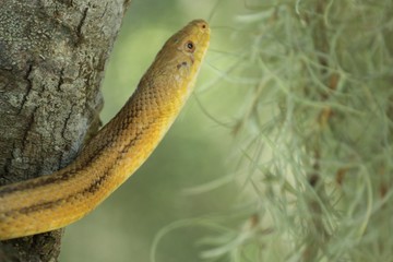 The Face of a Beautiful Yellow Rat Snake in a Tree 