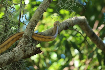 Beautiful Yellow Rat Snake Climbing a Tree 
