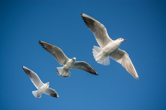 Pair of seagulls flying in blue a sky