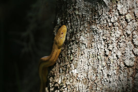 Yellow Florida Rat Snake Climbing Up a Tree 