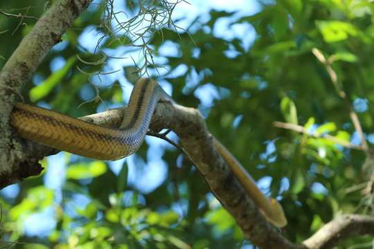 Beautiful Yellow Rat Snake Climbing a Tree 