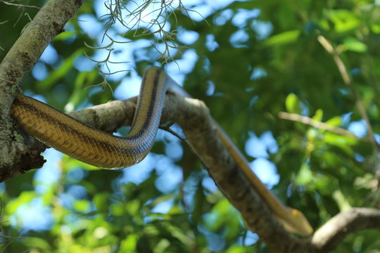 Beautiful Yellow Rat Snake Climbing a Tree 