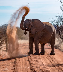 Fototapeta na wymiar Elephant throws dirt onto its back