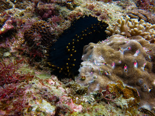 Sea cucumber found at coral reef area at Tioman island, Malaysia